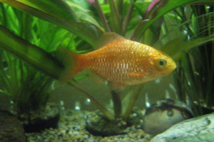 Пожежа барбуса: резидент акваріума Пожежа барбуса: резидент акваріума